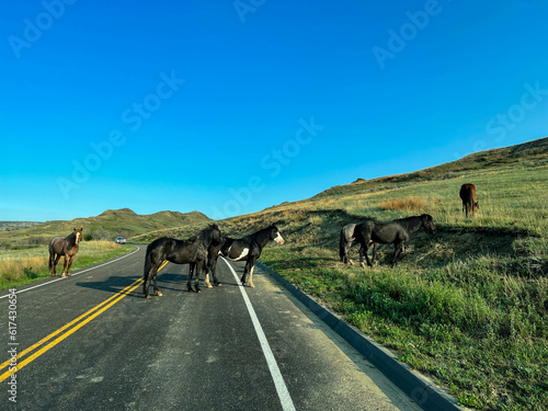 Bison in the badlands hills and mountains in Theodore Roosevelt National Park in North Dakota.