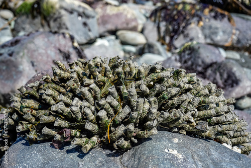 Rocks along a beach during low tide. Seaweed and sea creatures on the rocks. Washington, USA.