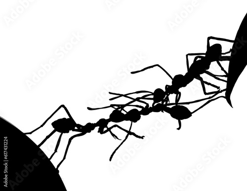 silhouette of a group of ants working together to form a bridge on a white background