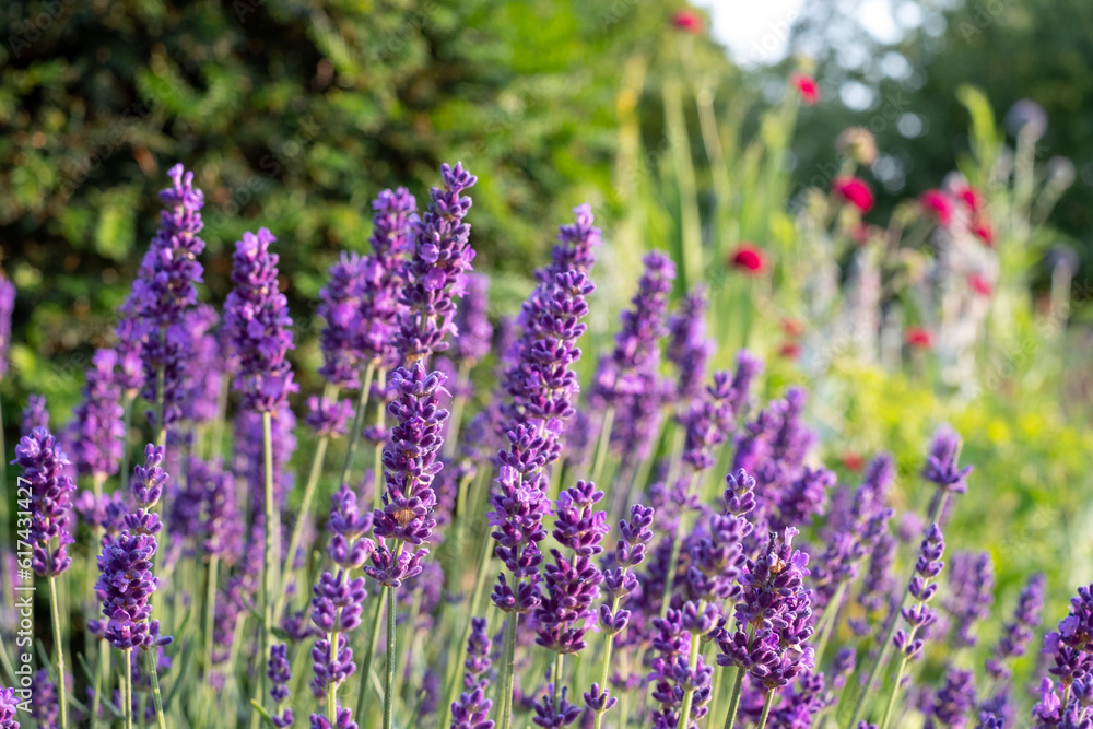 Colourful summer flowers in the historic walled garden, photographed in the late afternoon at Eastcote House Gardens in the Borough of Hillingdon, London, UK. Lavender flowers in the foreground. Colourful summer flowers in the historic walled garden, photographed in the late afternoon at Eastcote House Gardens in the Borough of Hillingdon, London, UK. Lavender flowers in the foreground.