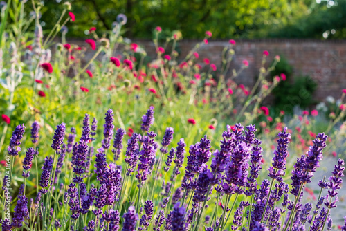 Colourful summer flowers in the historic walled garden  photographed in the late afternoon at Eastcote House Gardens in the Borough of Hillingdon  London  UK. Lavender flowers in the foreground. 