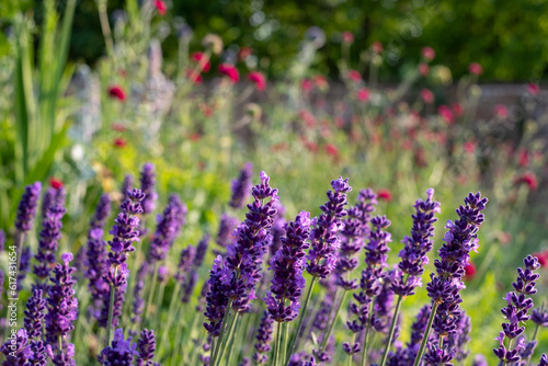Photography Colourful summer flowers in the historic walled garden, photographed in the late afternoon at Eastcote House Gardens in the Borough of Hillingdon, London, UK
