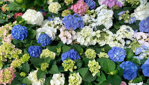 Ortensia macrophilla. Fiore di ortensia. Fiore in fiore in estate. Bellissimo cespuglio di ortensie. photo