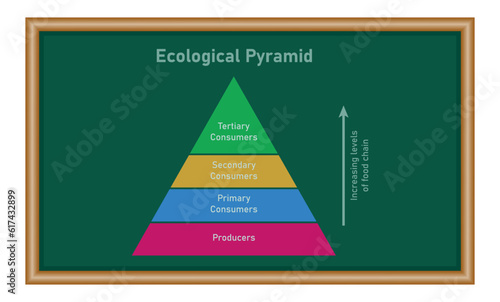 Ecological pyramid of energy diagram. Vector illustration isolated on white background.