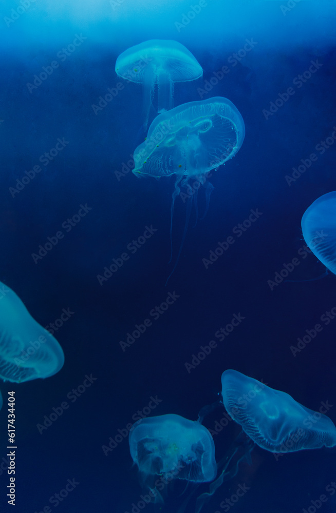 A photo of a group of Moon Jelly fishes. A photo of a group of Moon Jelly fishes.