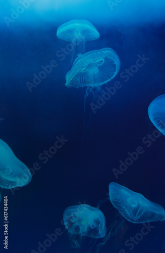 A photo of a group of Moon Jelly fishes. 