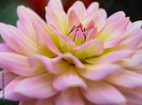 A closeup or macro photo of a pink and yellow color lotus flower