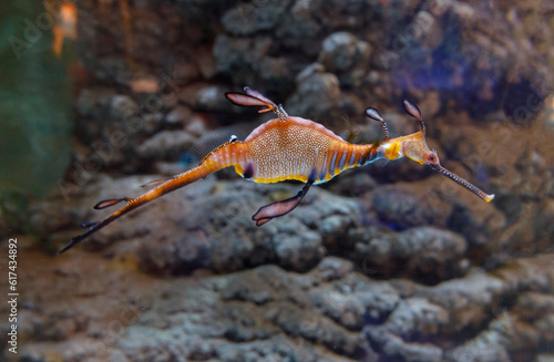 a photo of a sea dragon which are closely relative to Sea horses in aquarium. 