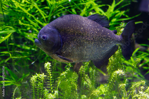 A photo of Pygocentrus piraya fish against green background. 