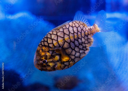 Pinecone Fish or Pineapple Fish or Knight-fish photo against blue background. the species is Monocentris japonica