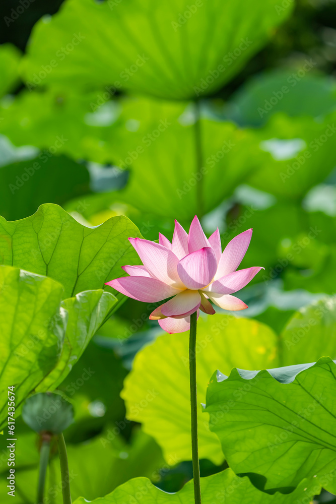 lotus flower blooming in summer pond with leaves as background lotus flower blooming in summer pond with leaves as background