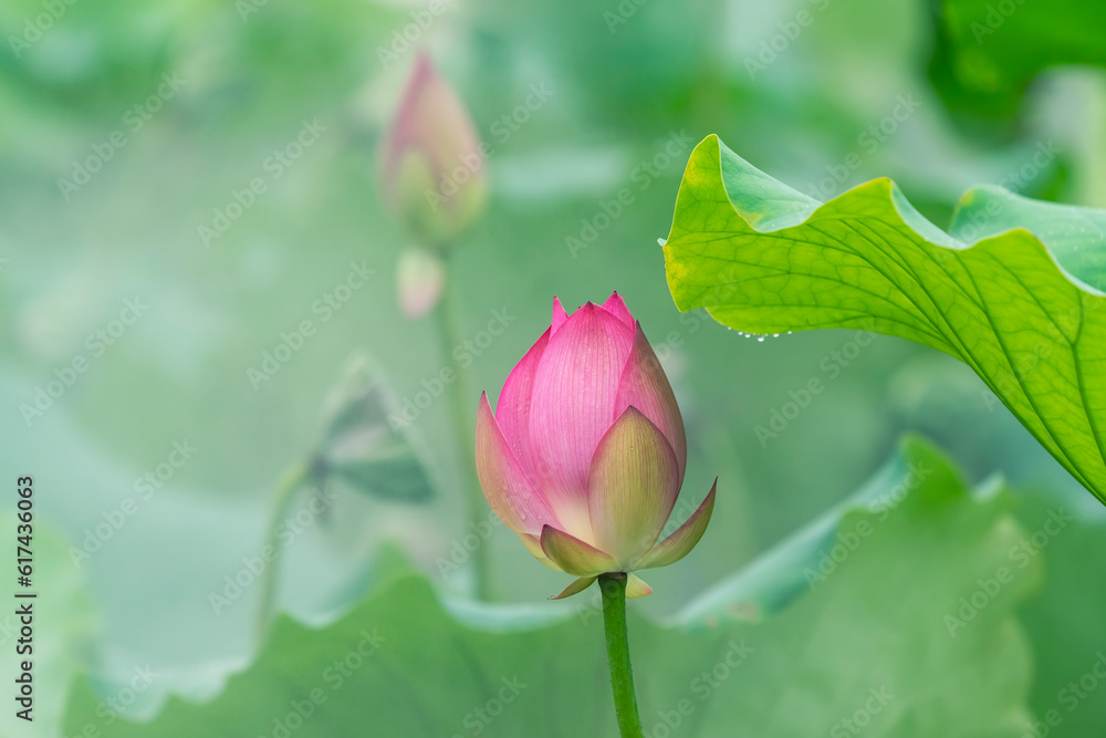 lotus flower blooming in summer pond with leaves as background