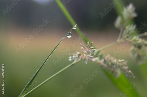 Tiny drops of water on the pointed leaves of a sedge on the bank of a stream