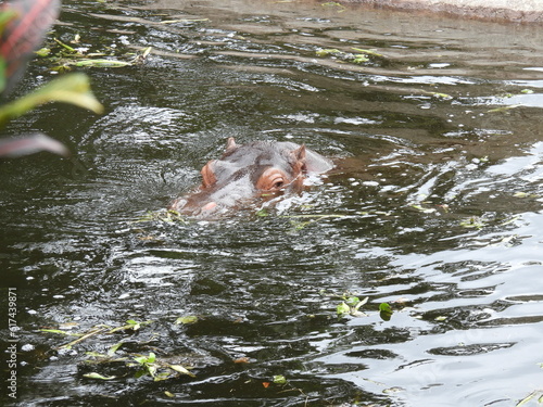 Hipopotamo
