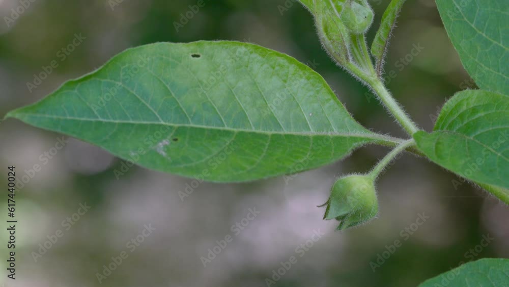 Deadly Nightshade, blooming (Atropa belladonna) - (4K)