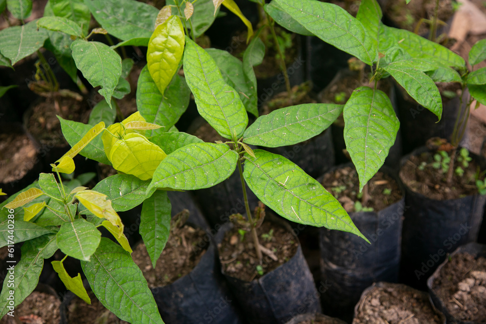 Ayahuasca plants in a region of the Peruvian jungle. Ayahuasca plants in a region of the Peruvian jungle.