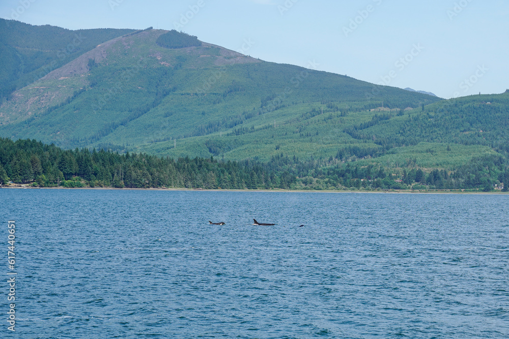 Whale watching in the state of Washington, USA. Three orcas, mountains, scenic view.