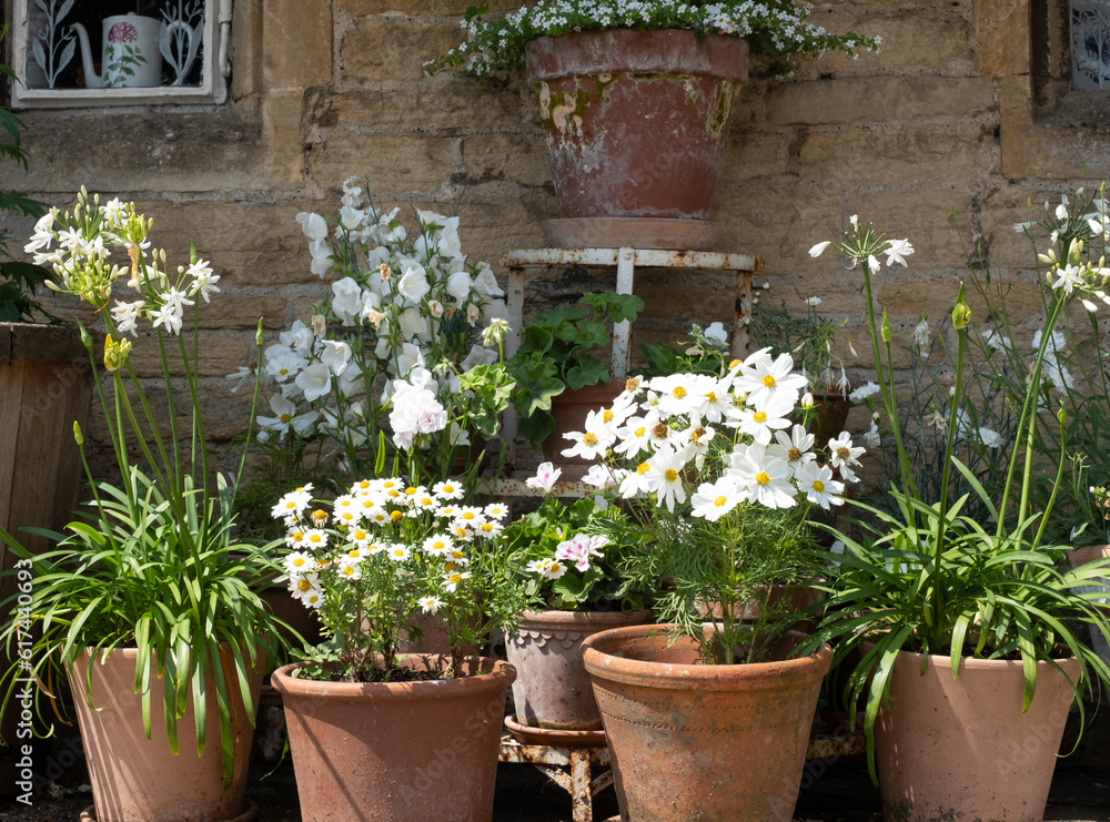 Terracotta flower pots with white flowers and foliage, photographed in Stow on the Wold in Gloucestershire, characterful town in The Cotswolds, England UK.