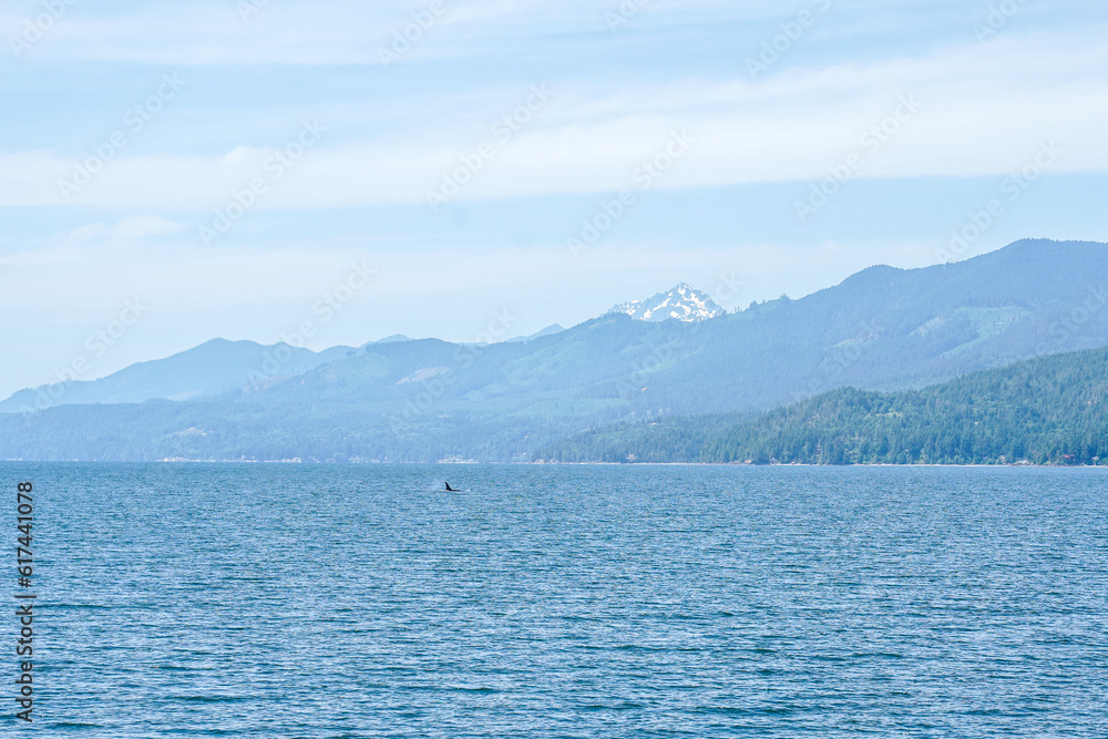 Whale watching in the state of Washington, USA. Orca, mountains, scenic view.