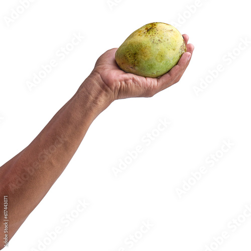 Hand holding ripe mango isolated white background