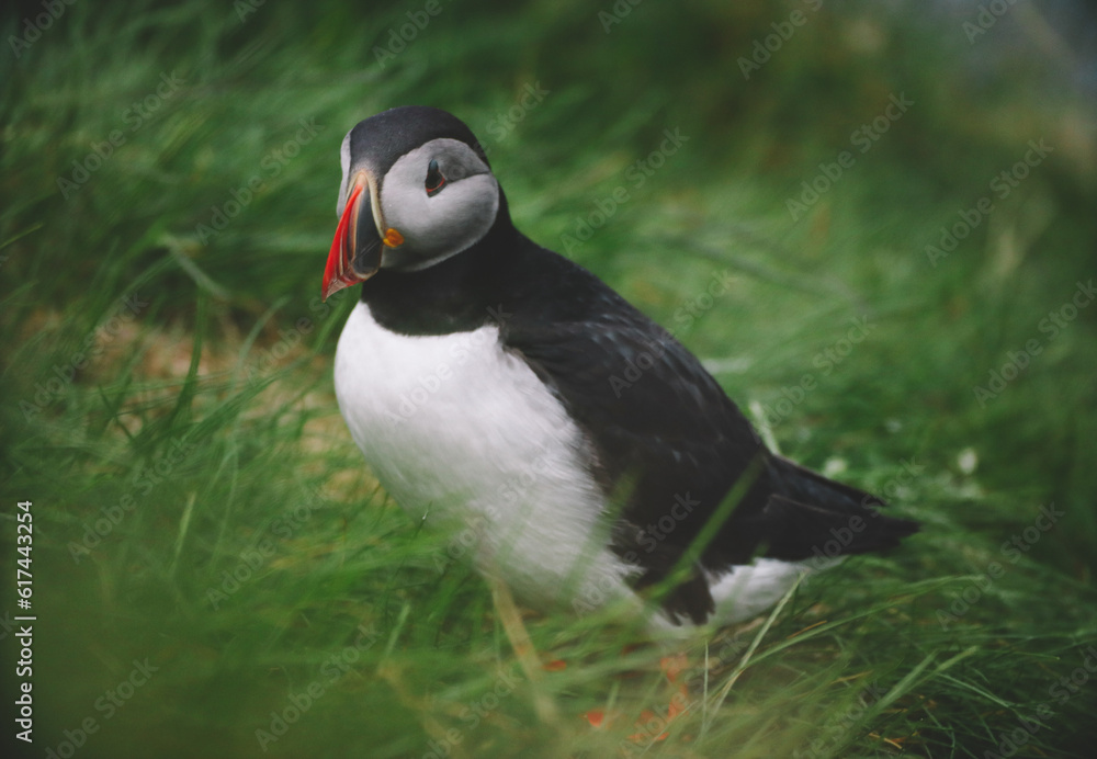 Atlantic Puffins bird or common Puffin on ocean blue background.Faroe islands. Norway most popular birds. Fratercula arctica Atlantic Puffins bird or common Puffin on ocean blue background.Faroe islands. Norway most popular birds. Fratercula arctica