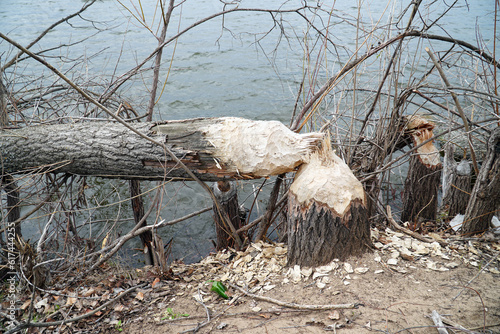 Trunks of trees on the shore of the lake gnawed and felled by a beaver photo