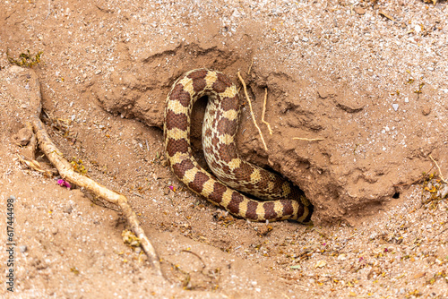The striped tail of a large Sonoran gopher snake  Pituophis catenifer affinis  disappearing down the burrow of a round-tailed ground squirrel  in the Sonoran Desert. Pima County  Tucson  Arizona  USA.