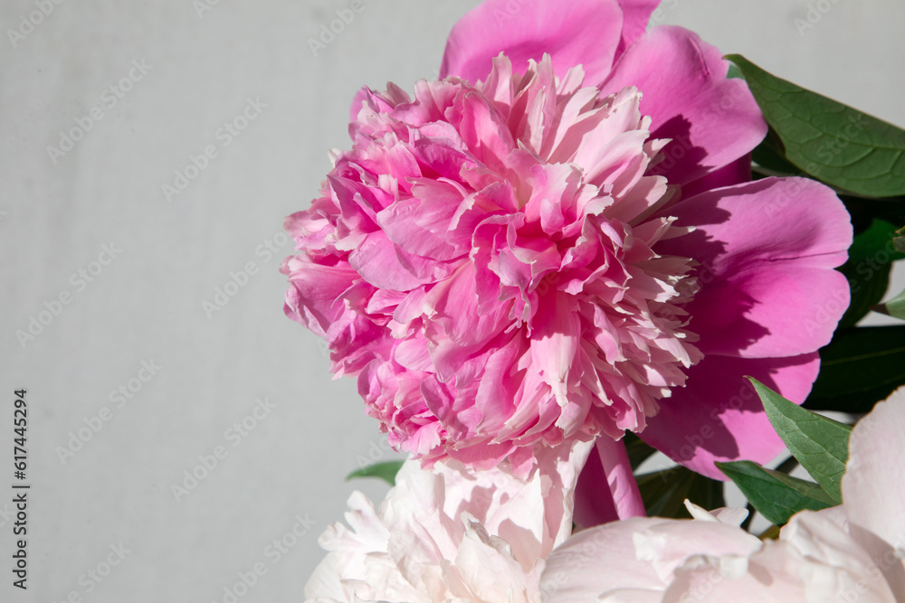 Gently pink peonies with green leaves on grey background. Floral background. Top view Gently pink peonies with green leaves on grey background. Floral background. Top view