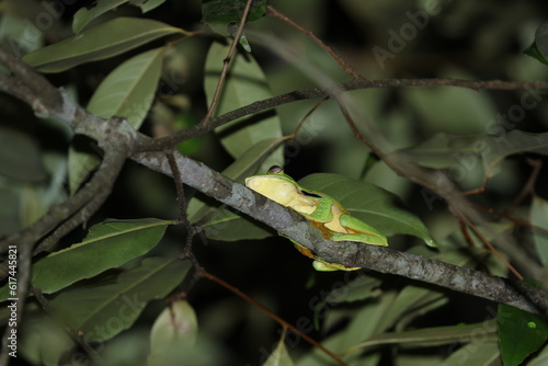 Black-webbed Tree Frog (Rhacophorus kio) in Meizi Lake Forest, Pu'er City, Yunnan.