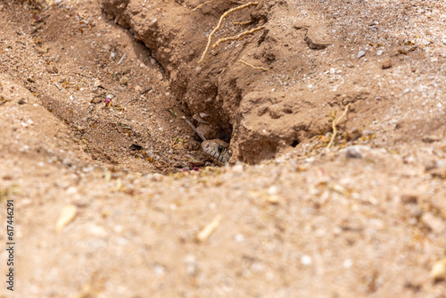 A Sonoran gopher snake, Pituophis catenifer affinis, slithering out of a round-tailed ground squirrel burrow while on the hunt in the Sonoran Desert. Pima County, Tucson, Arizona, USA.