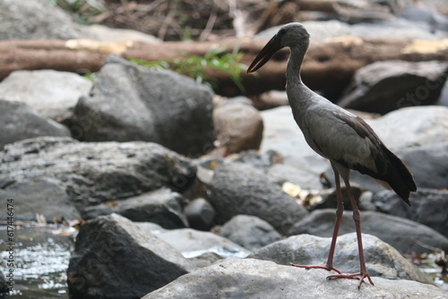 Asian Openbill Stork photo