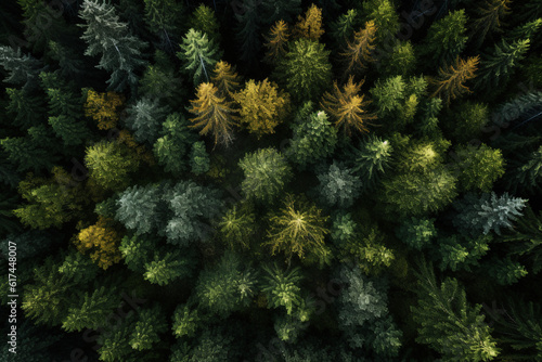 Top-down overhead view of a forest with mixed trees