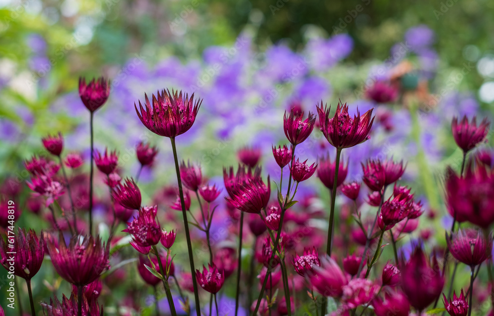Maroon colour starshaped astrantia masterwort flowers in foreground