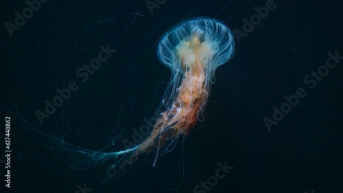 beautiful colorful jellyfish medusa swim underwater in ocean or zoo