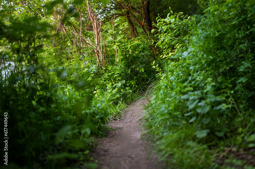 Path greenery