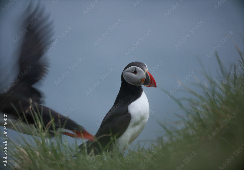 Fototapeta premium Atlantic Puffins bird or common Puffin on ocean blue background.Faroe islands. Norway most popular birds. Fratercula arctica