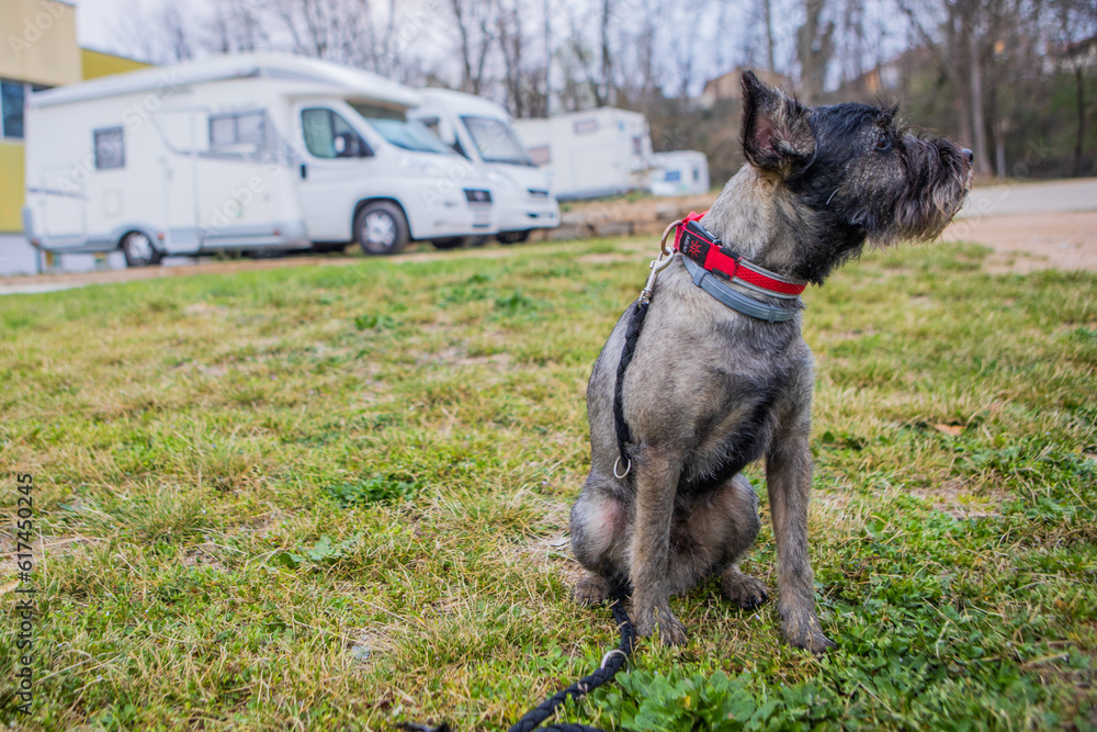 Perro, autocaravana, camping, viaje, mascota, camper, viajar con perros, vida camper, vanlife, Furgo, animal, perro, schnauzer