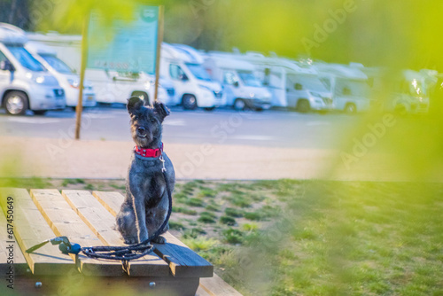 Perro  autocaravana  camping  viaje  mascota  camper  viajar con perros  vida camper  vanlife  Furgo  