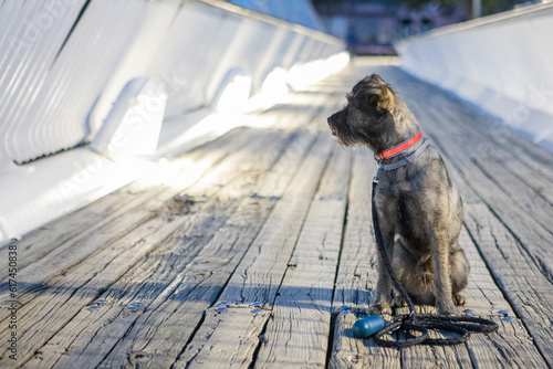 Perro, autocaravana, camping, viaje, mascota, camper, viajar con perros, vida camper, vanlife, Furgo, animal, perro, schnauzer