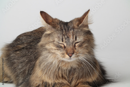 A beautiful brown cat is lying, long fur on a white background. Siberian cat. Green eyes. Fluffy paws. © Yaroslav
