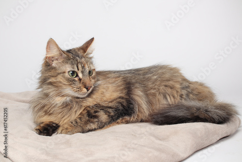 A beautiful brown cat is lying, long fur on a white background. Green eyes. Fluffy