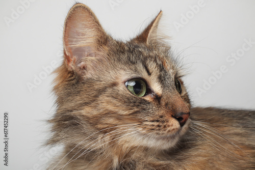 A beautiful brown cat is lying, long fur on a white background. Green eyes. Fluffy © Yaroslav