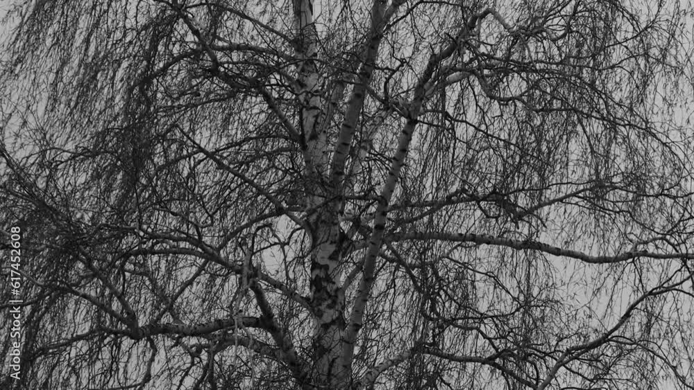 Spring branches of a large tree sway against a cloudy sky Spring branches of a large tree sway against a cloudy sky