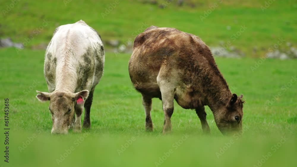 Fat beef cows grazing on native grasses in a field on a farm practicing regenerative agriculture in Australia Fat beef cows grazing on native grasses in a field on a farm practicing regenerative agriculture in Australia