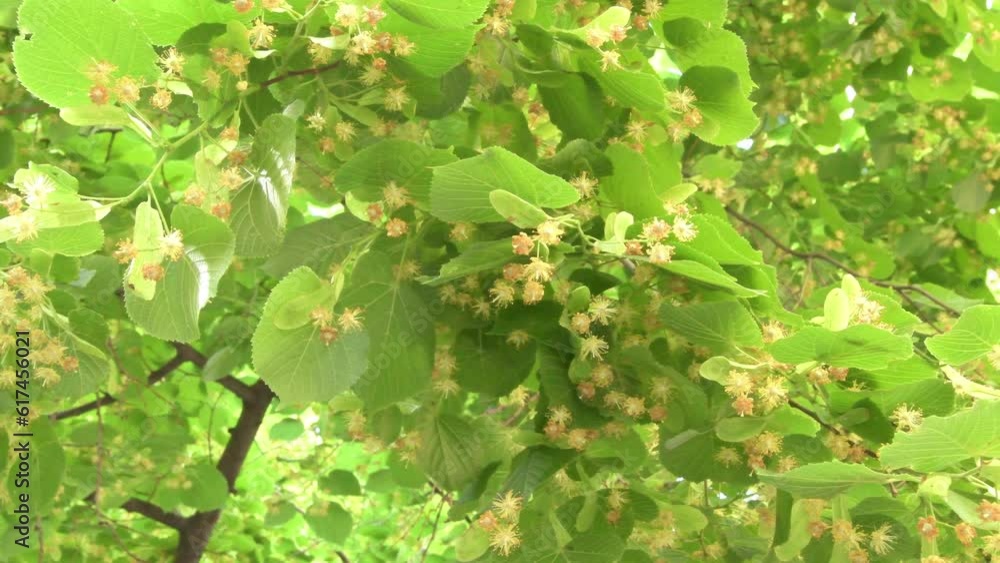 beautiful blossom Linden tree background. close up beautiful blossom Linden tree background. close up
