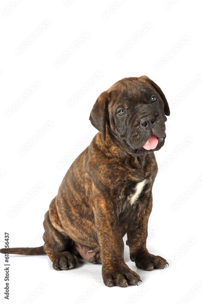 puppy isolated on white 