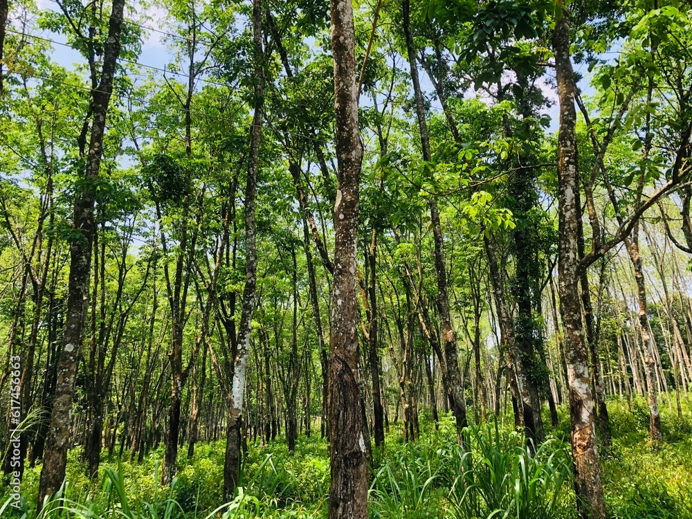 Fototapeta premium bamboo forest