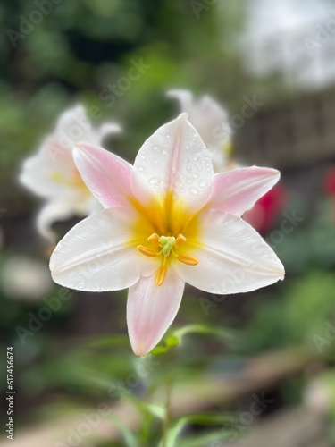 Lilies flower