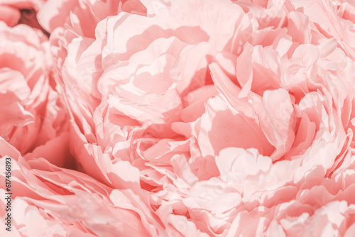 Peony flowers spring holiday flowery aesthetic nature close up pattern,  botanical design background, floral top view photo, pink-white blooming flower, scenery beauty nature wallpaper, sunlight