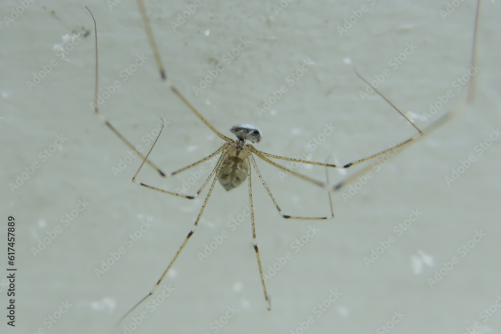 spider spider